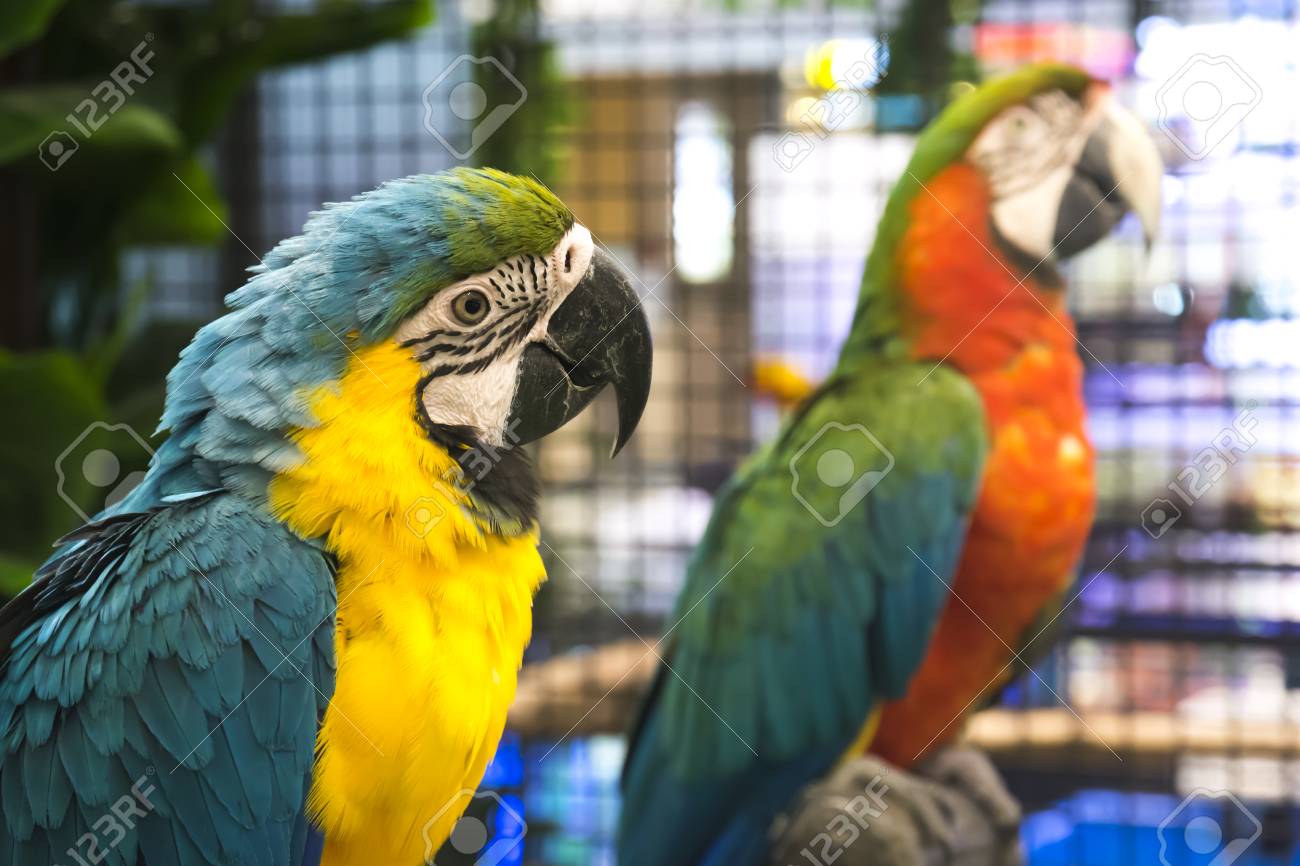 best way to potty train a new puppy