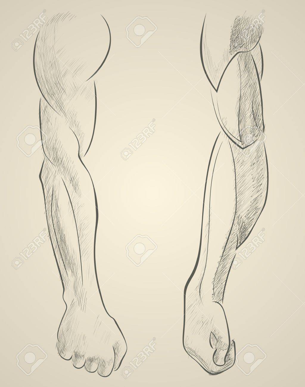 男性の筋肉の腕をスケッチします 手描きのイラスト のイラスト素材 ベクタ Image