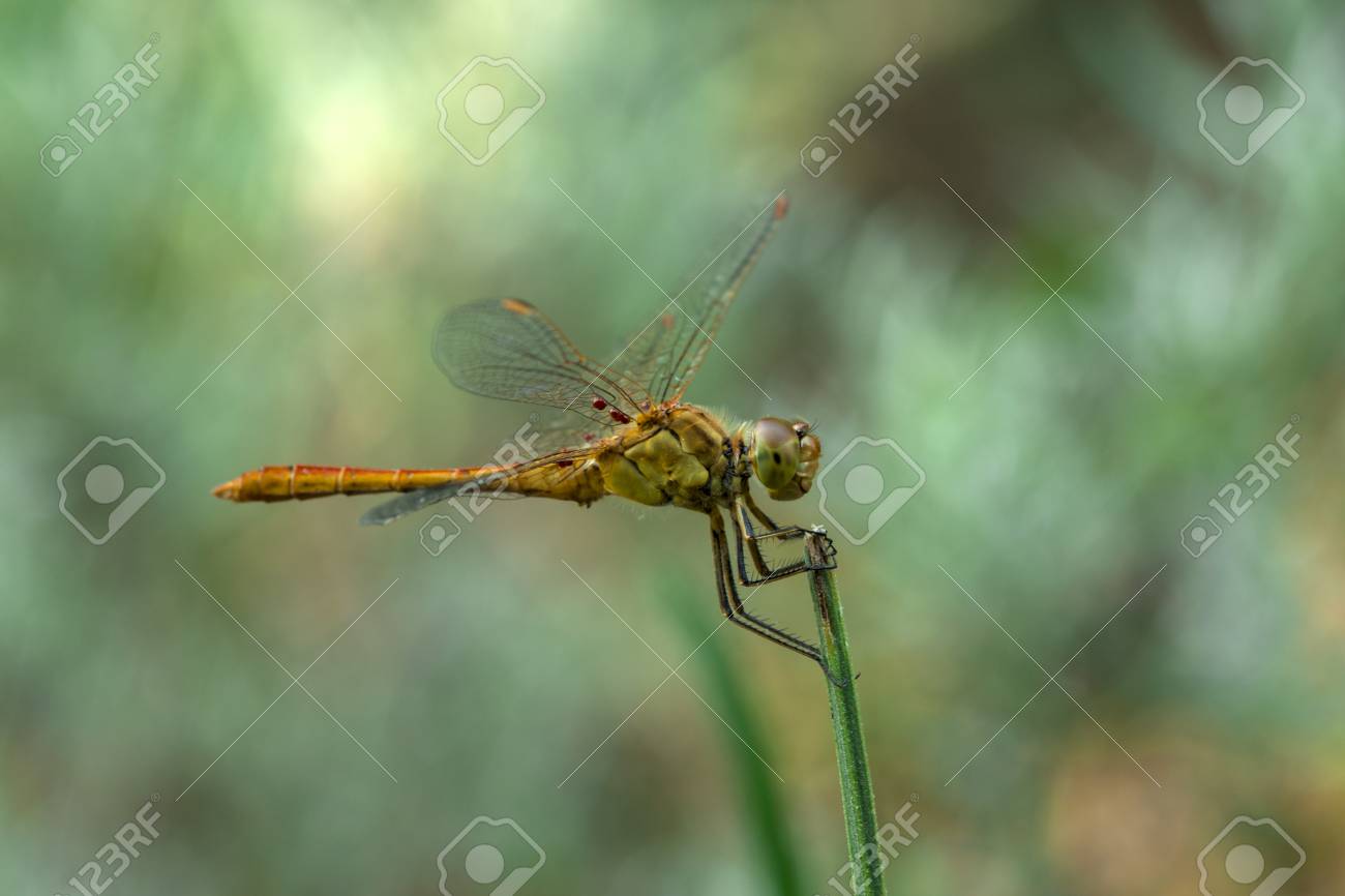 etiam-dictum-ipsum-a-felis