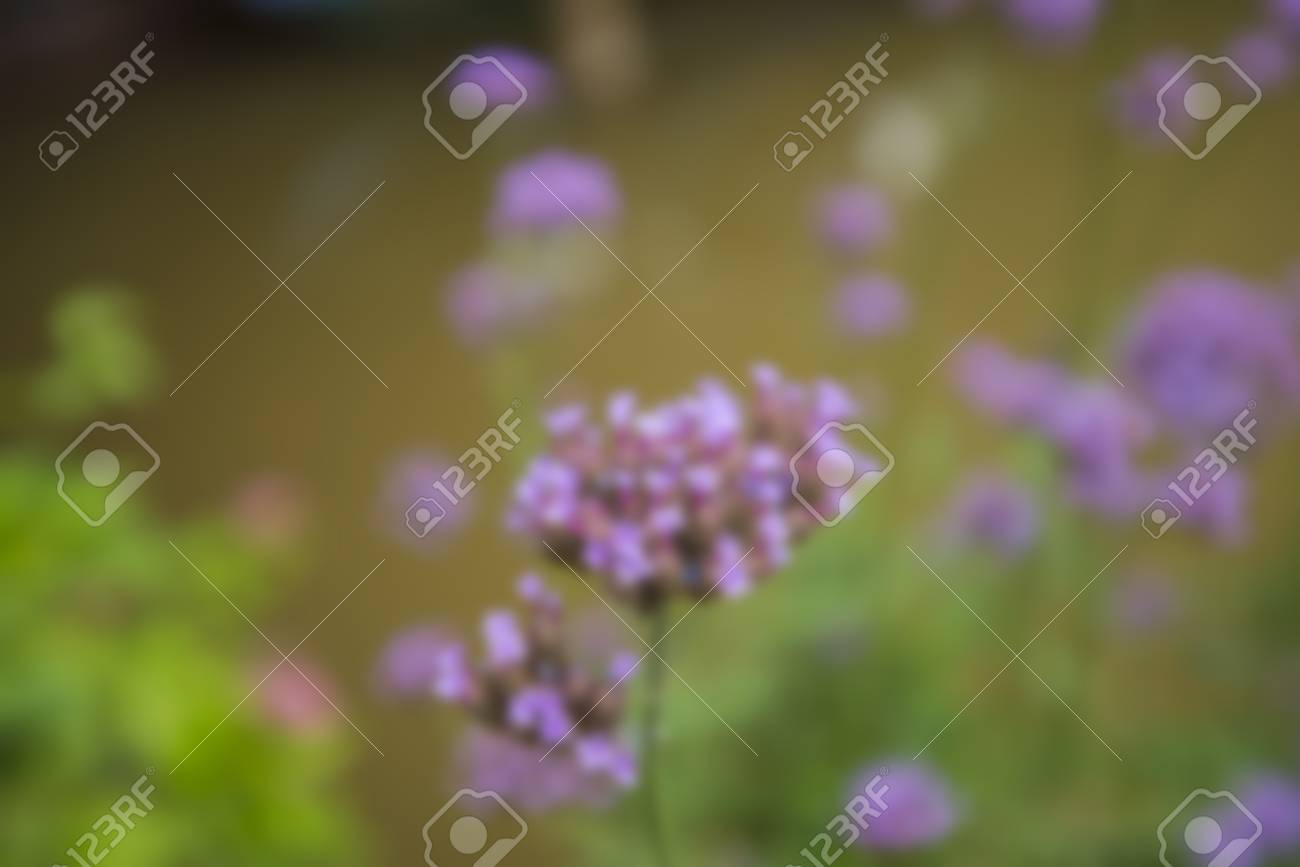 ぼかし ぼかしの背景を持つ庭でマクロ紫草花紫色の自然 春の花 咲く花 植物の背景の花 の写真素材 画像素材 Image ぼかし ぼかしの背景を持つ庭でマクロ紫草花紫色の自然 春の花 咲く花 植物の背景の花 の写真素材 画像素材 Image