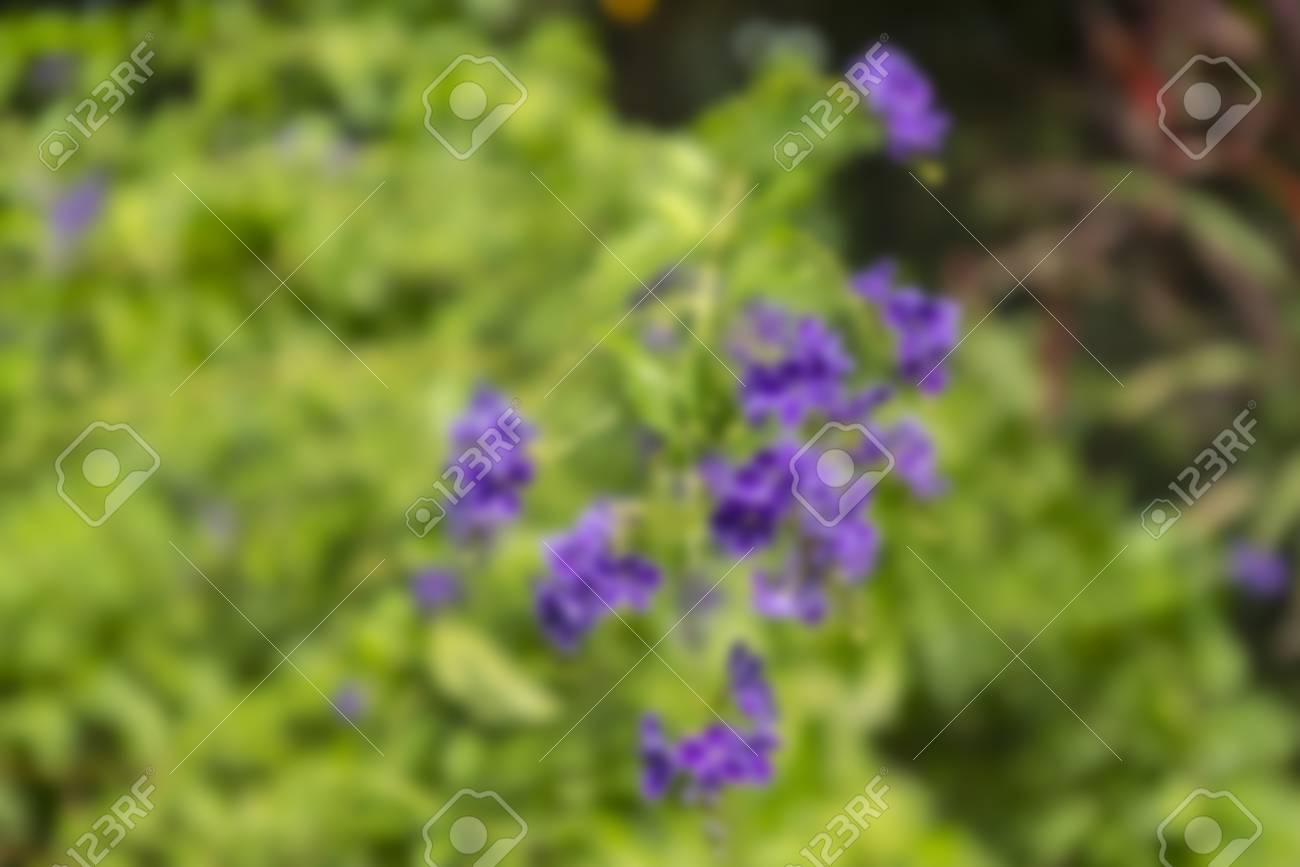 ぼかし ぼかしの背景を持つ庭でマクロ紫草花紫色の自然 春の花 咲く花 植物の背景の花 の写真素材 画像素材 Image