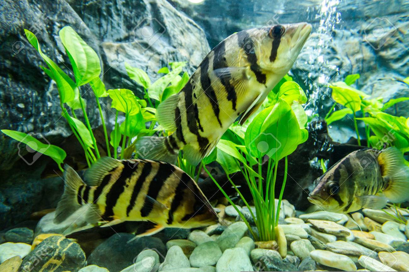 Siamese Tiger Fish In Bungchawak Aquarium Supanburi Province Stock Photo Picture And Royalty Free Image Image