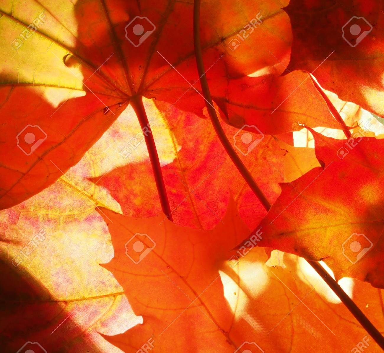 落ち葉の紅葉 壁紙 乾燥した葉の構造 マクロ の写真素材 画像素材 Image