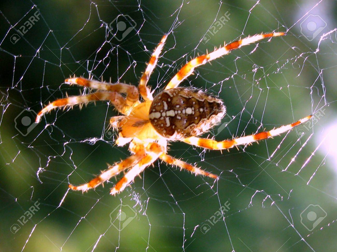 etiam-dictum-ipsum-a-felis