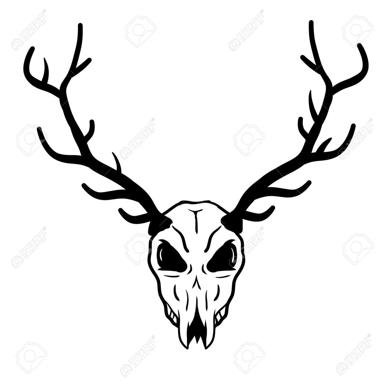 Skull Of Deer. Hunting Trophy With Horns. Antler Of Stag Or