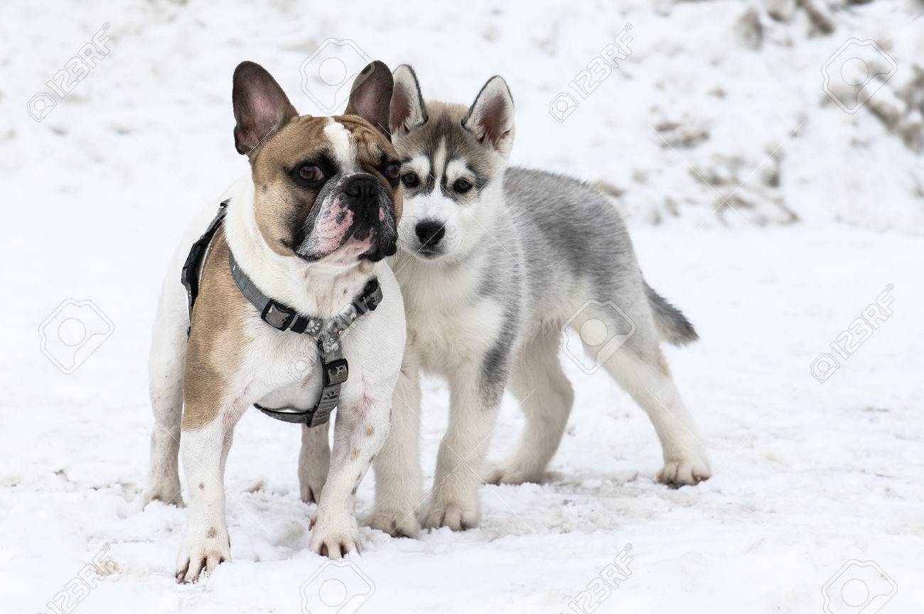 french bulldog husky