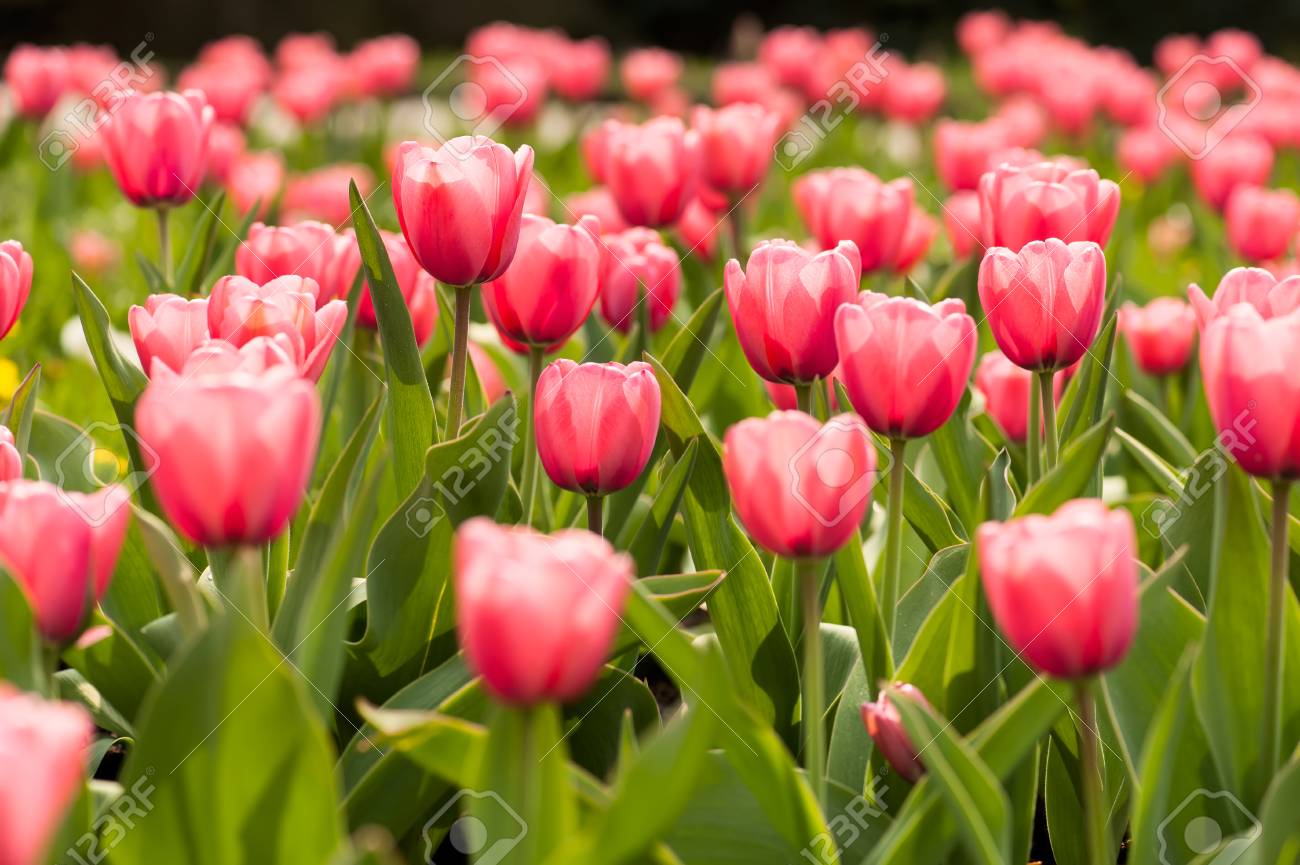 ピンクのチューリップの花で春の花壇 の写真素材 画像素材 Image