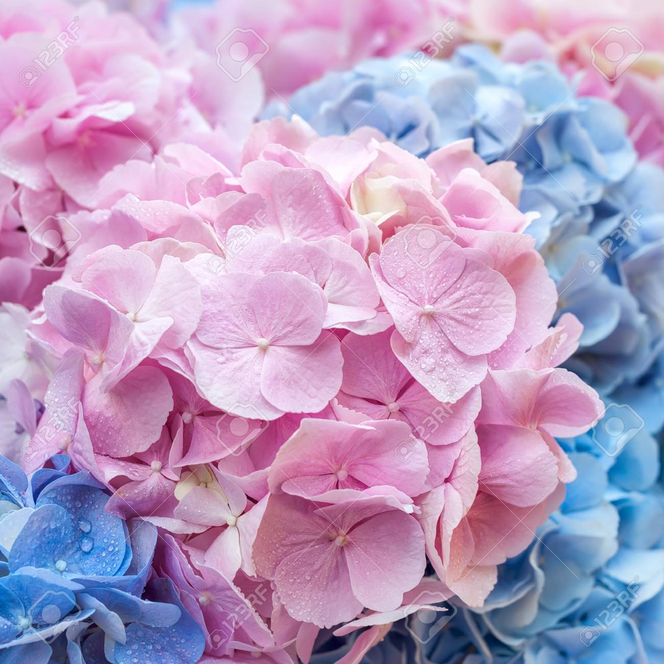 アジサイのクローズ アップの青とピンクの花 自然なアジサイの花背景 浅い 正方形の組成物 の写真素材 画像素材 Image アジサイのクローズ アップの青とピンクの花 自然なアジサイの花背景 浅い 正方形の組成物 の写真素材 画像素材 Image