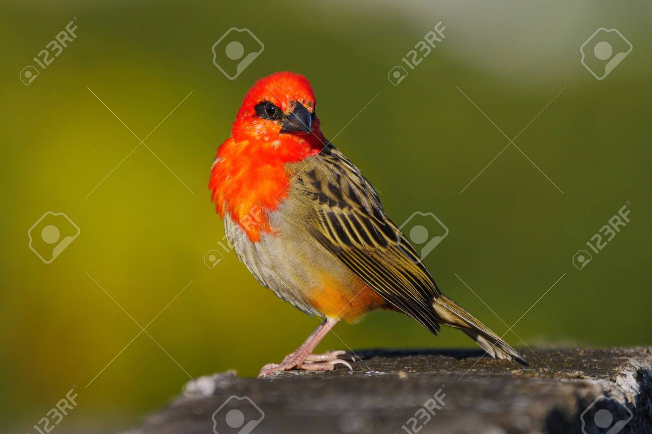 etiam-dictum-ipsum-a-felis