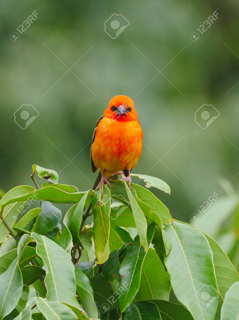 etiam-dictum-ipsum-a-felis