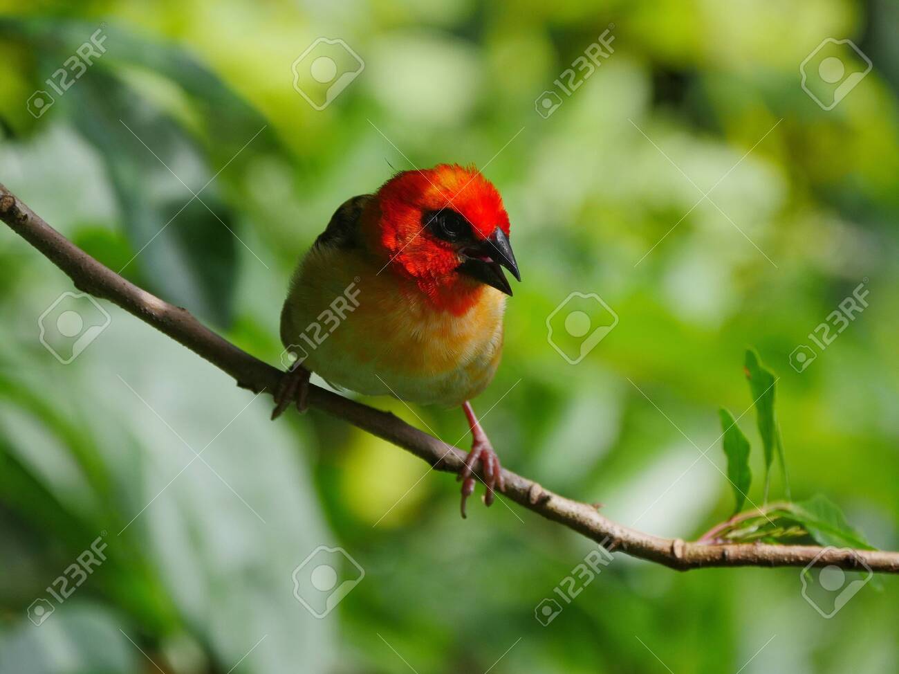 etiam-dictum-ipsum-a-felis