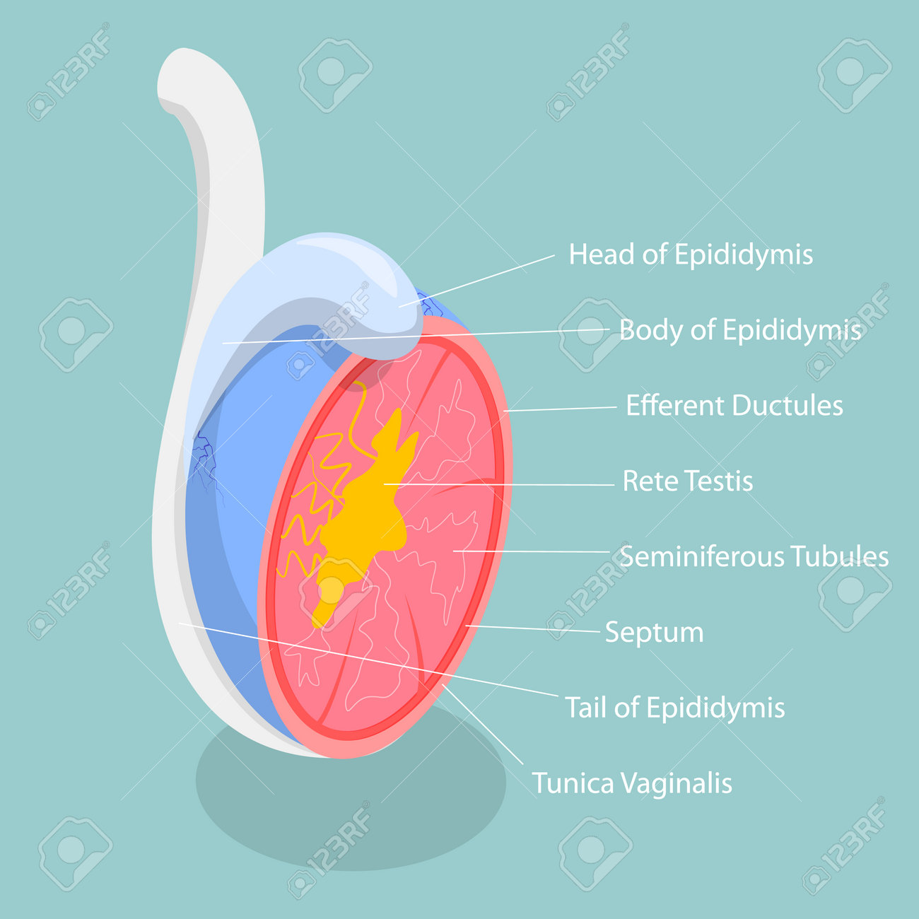 Visual Anatomy 視覚解剖学