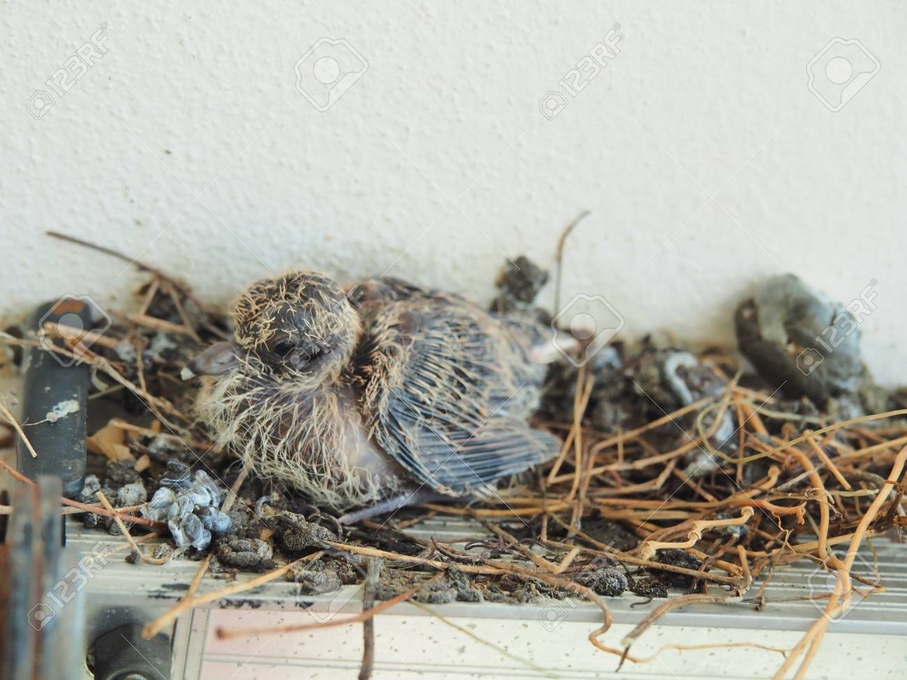 Baby Pigeon About A Week Old Stay Lodge In A Nest With Little Stock Photo Picture And Royalty Free Image Image 96800472