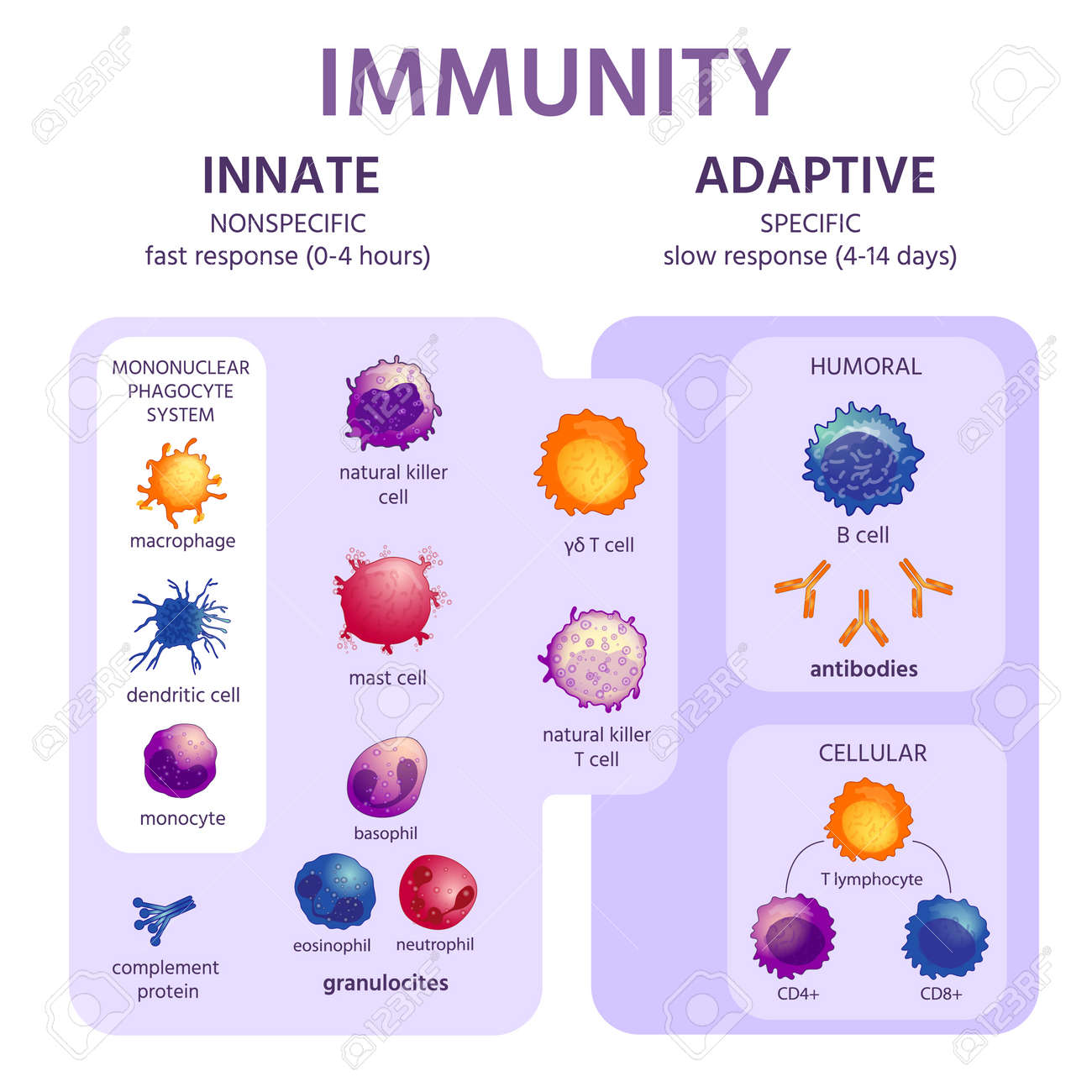 Here are some title options under 100 characters using two types of immune system keywords:

**Option 1 (Innate & Adaptive Immunity):**

* Immunité Innée et Adaptative : Fonctionnement

**Option 2 (Inné & Acquis):**

* Système Immunitaire Inné et Acquis


I’ve provided two options, one with more scientific terms (innate & adaptive) and one with more common French terms (inné & acquis).
