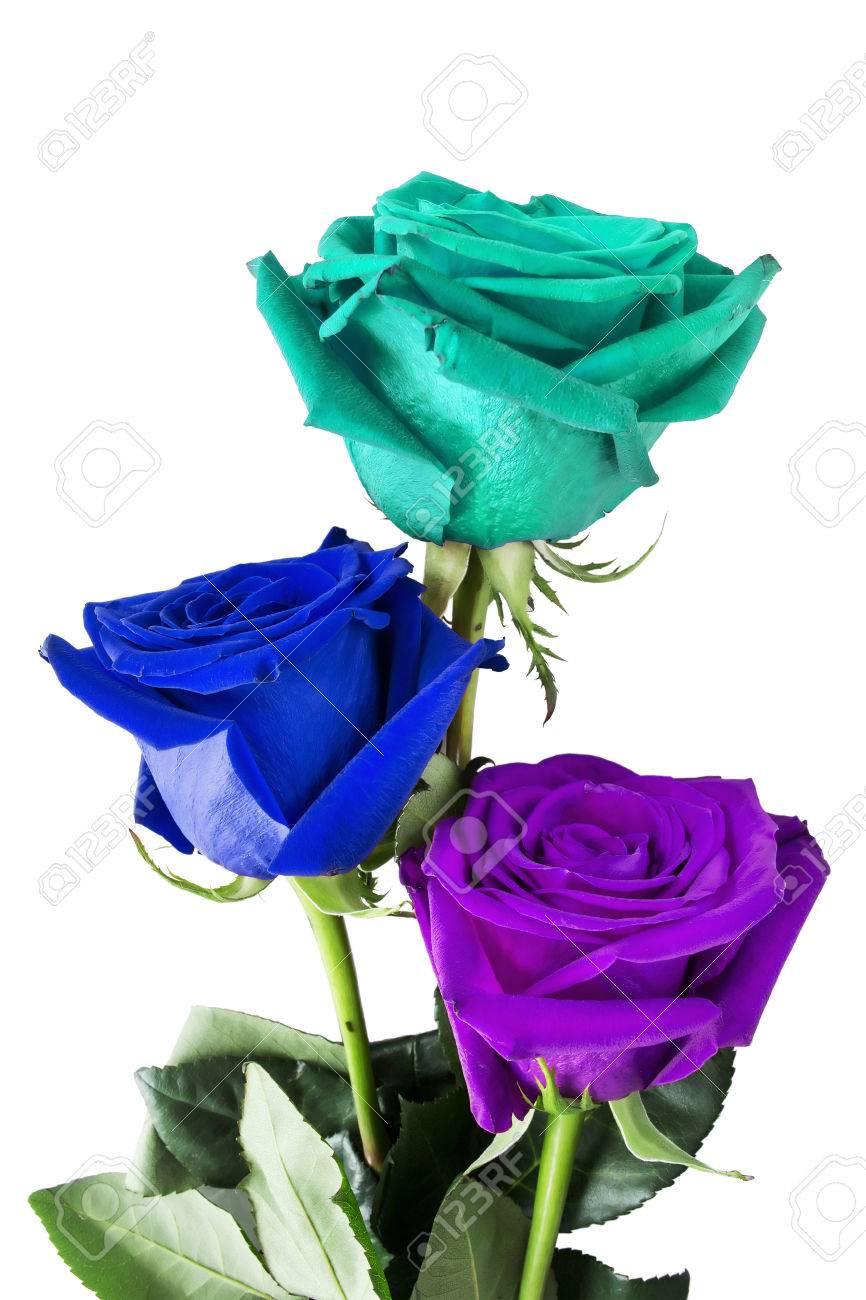 To acquire Rose Purple white background picture trends Buy Rose Purple white background picture trends