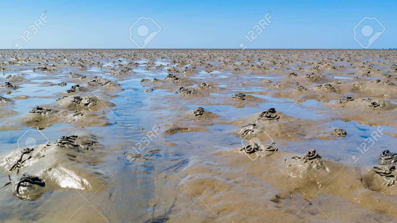 干潟 干潮ワッデ オランダにゴカイを掘って作られたキャストのパターンで の写真素材 画像素材 Image