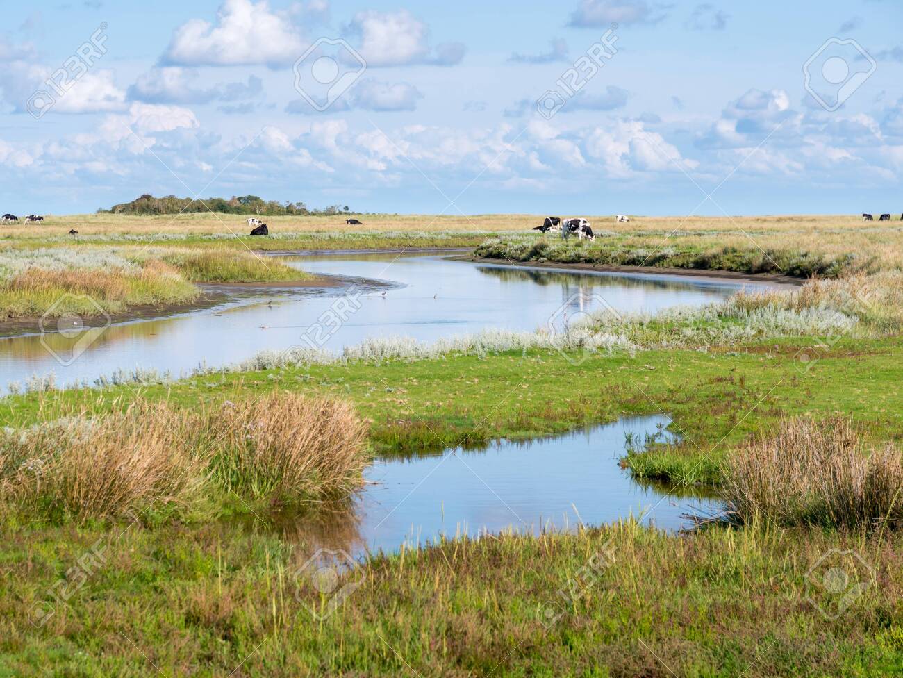 Canal and grazing cows in salt marsh near Kobbeduinen on Frisian island Schiermonnikoog, Netherlands - 134103172 Canal and grazing cows in salt marsh near Kobbeduinen on Frisian island Schiermonnikoog, Netherlands - 134103172