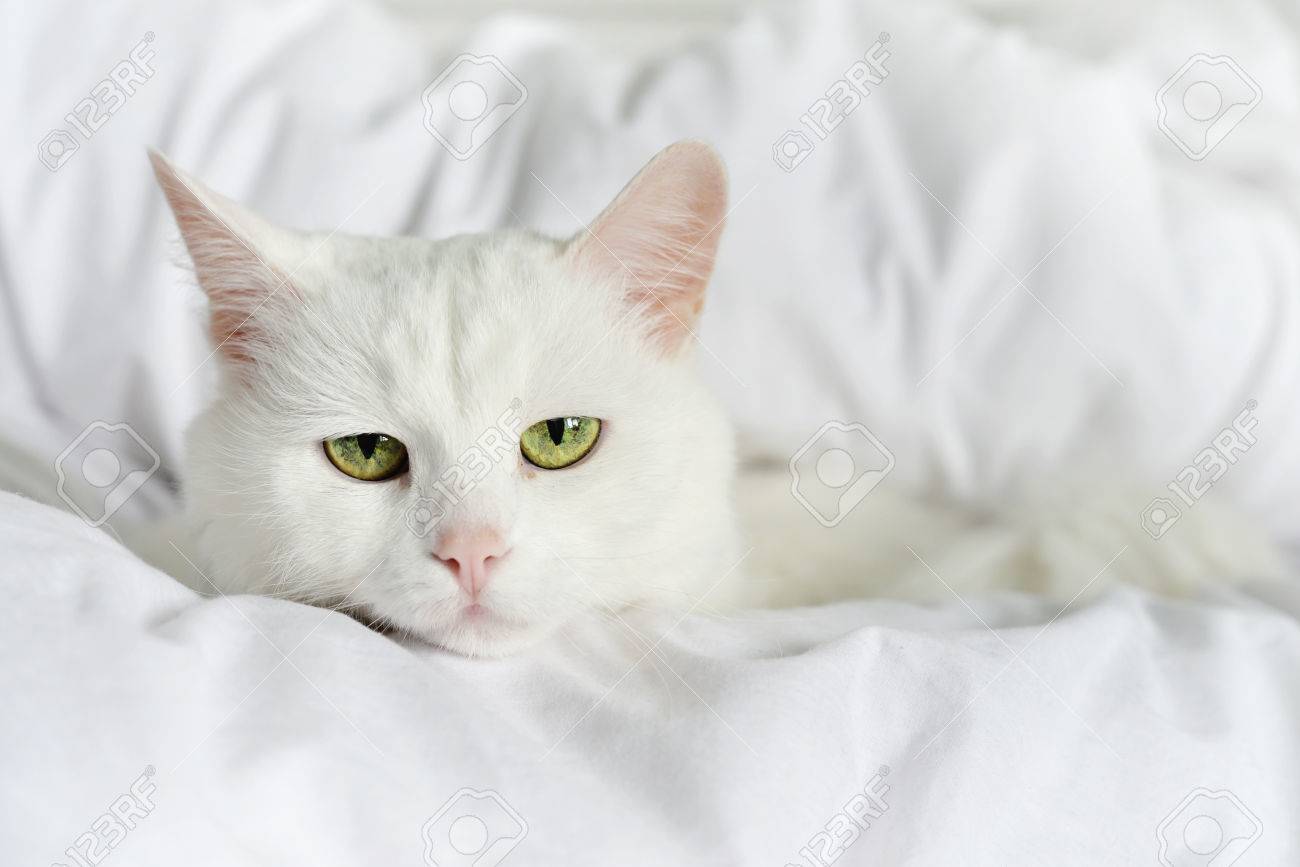 white cat bed