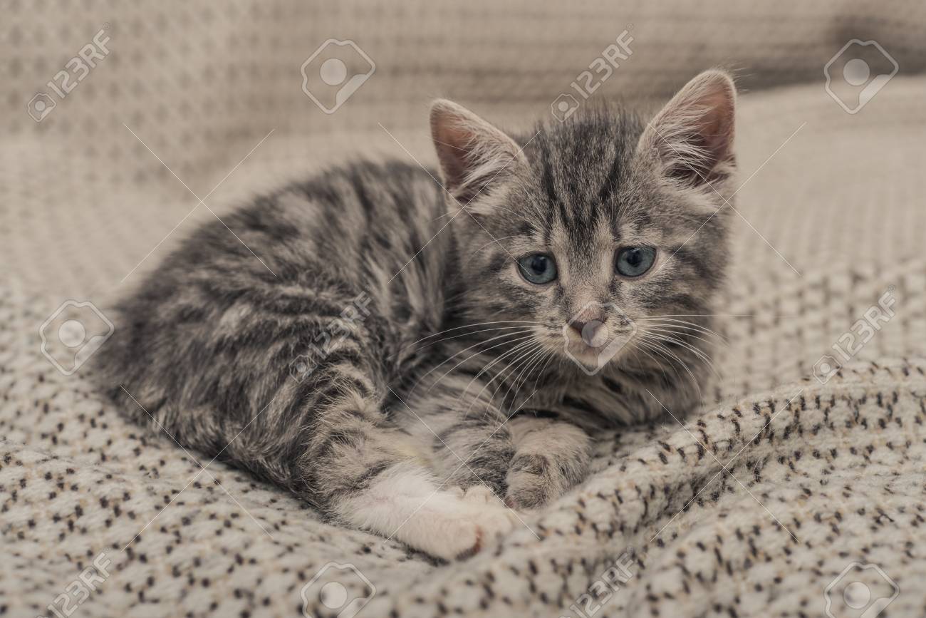 Immagini Stock Piccolo Gattino Grigio Sveglio Con Gli Occhi