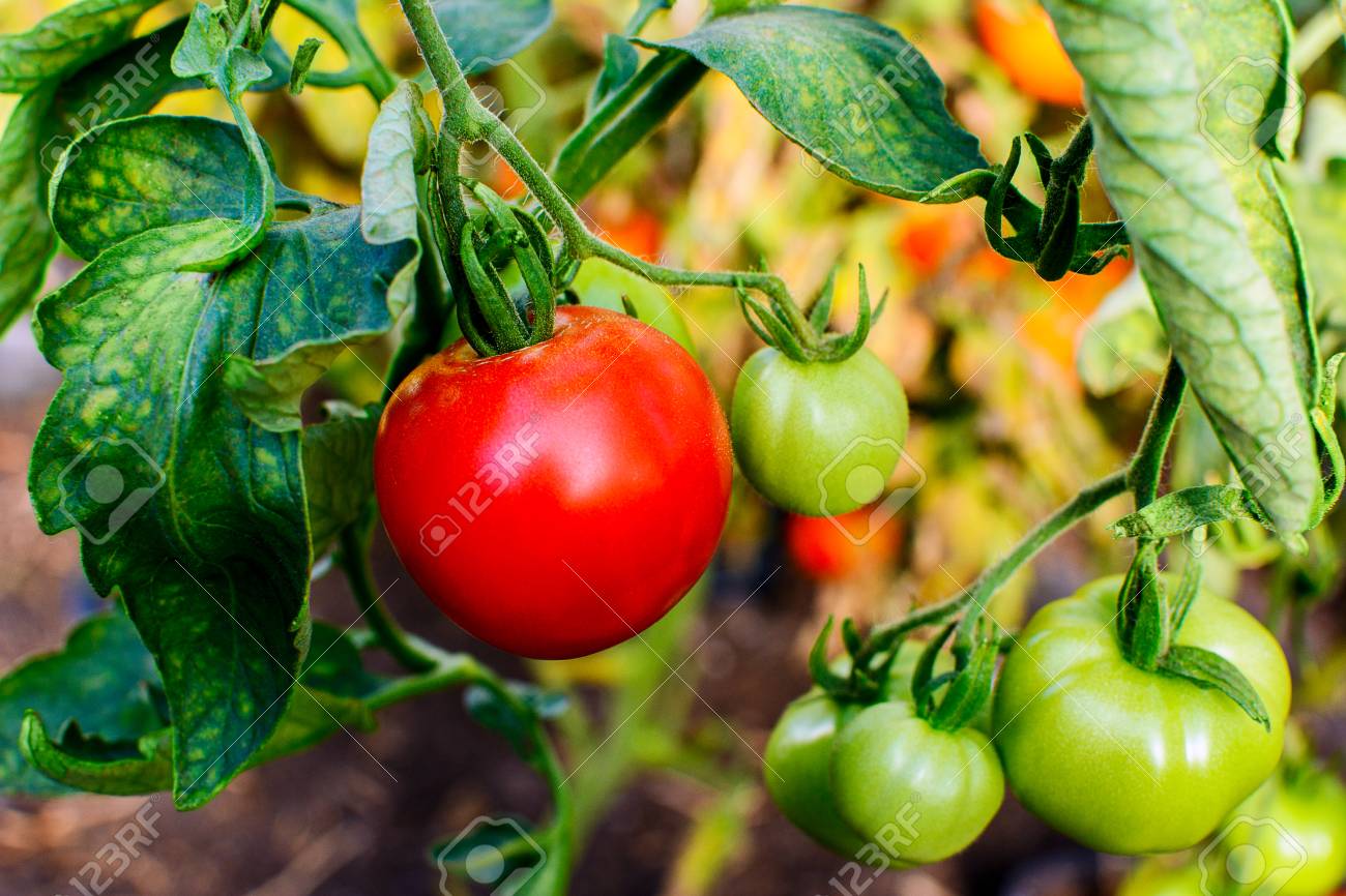 Bullfinch tomato - grown in the ground Bullfinch tomato - grown in the ground