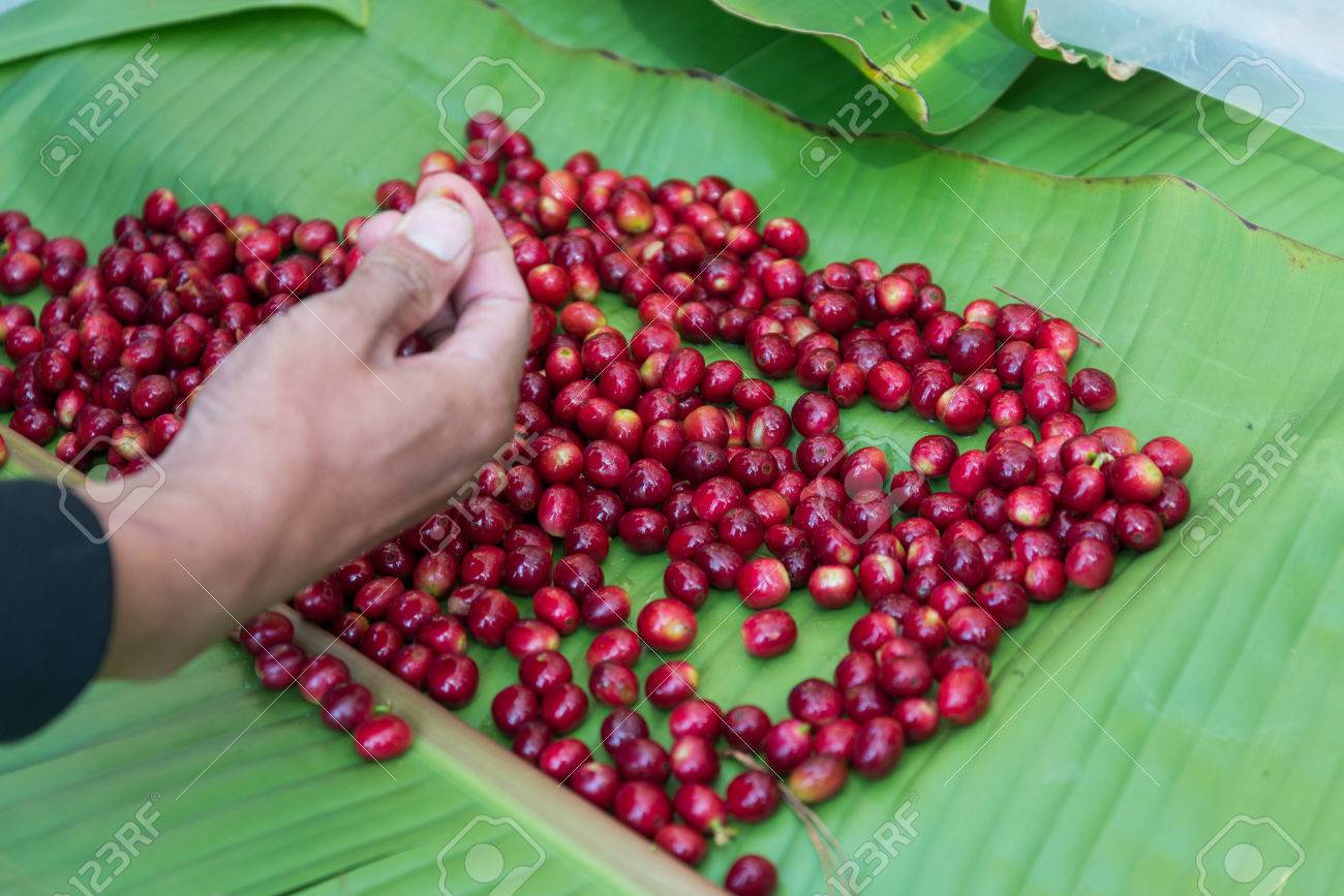 hand pick selecting coffee cherry bean - 36160633 hand pick selecting coffee cherry bean - 36160633