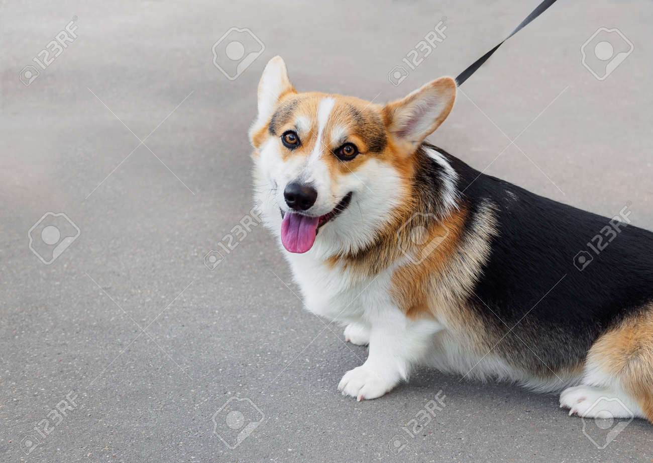 felice faccia da cucciolo di corgi