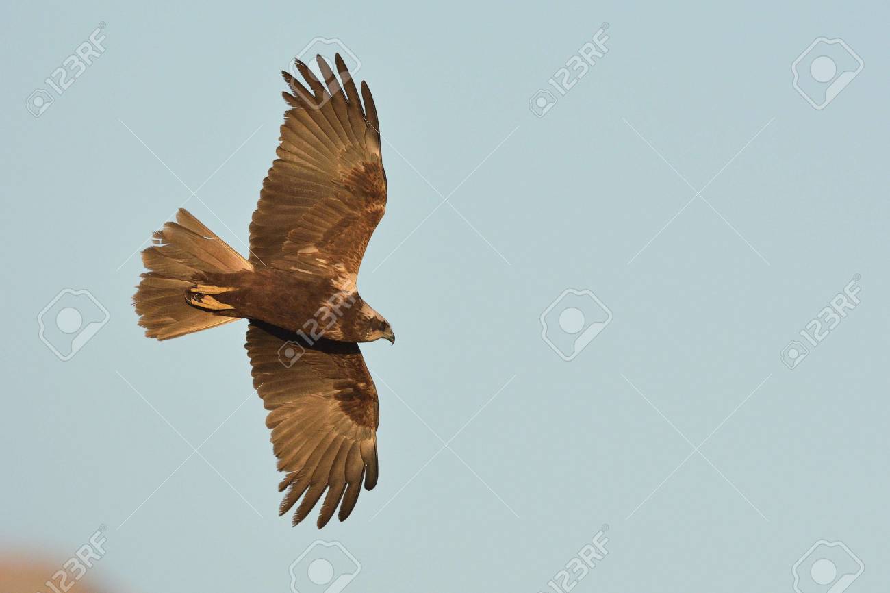 Marsh Harrier Circus Aeroginosus Crete