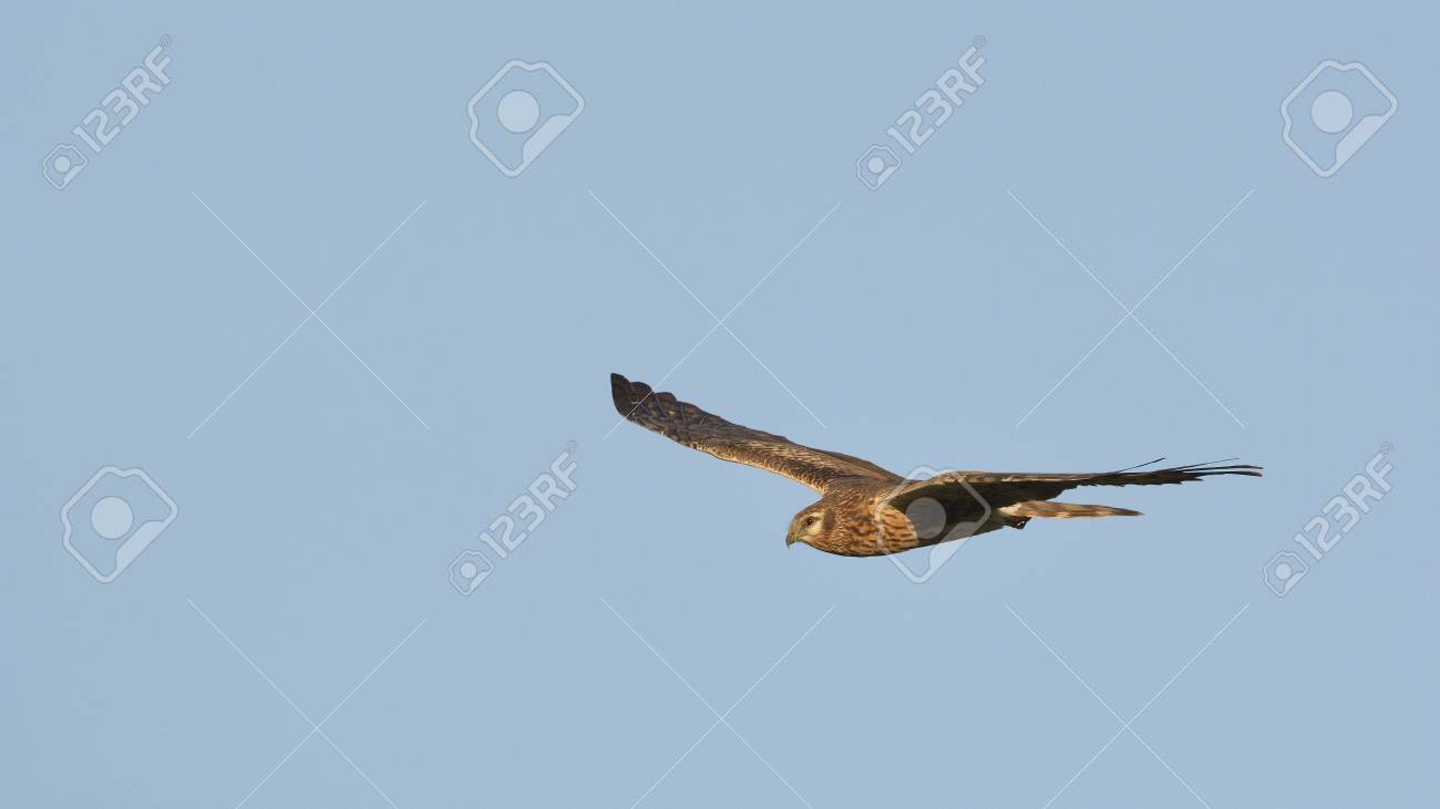 Pallid Harrier Circus Macrourus Crete