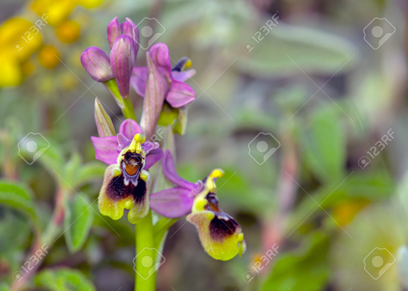 etiam-dictum-ipsum-a-felis