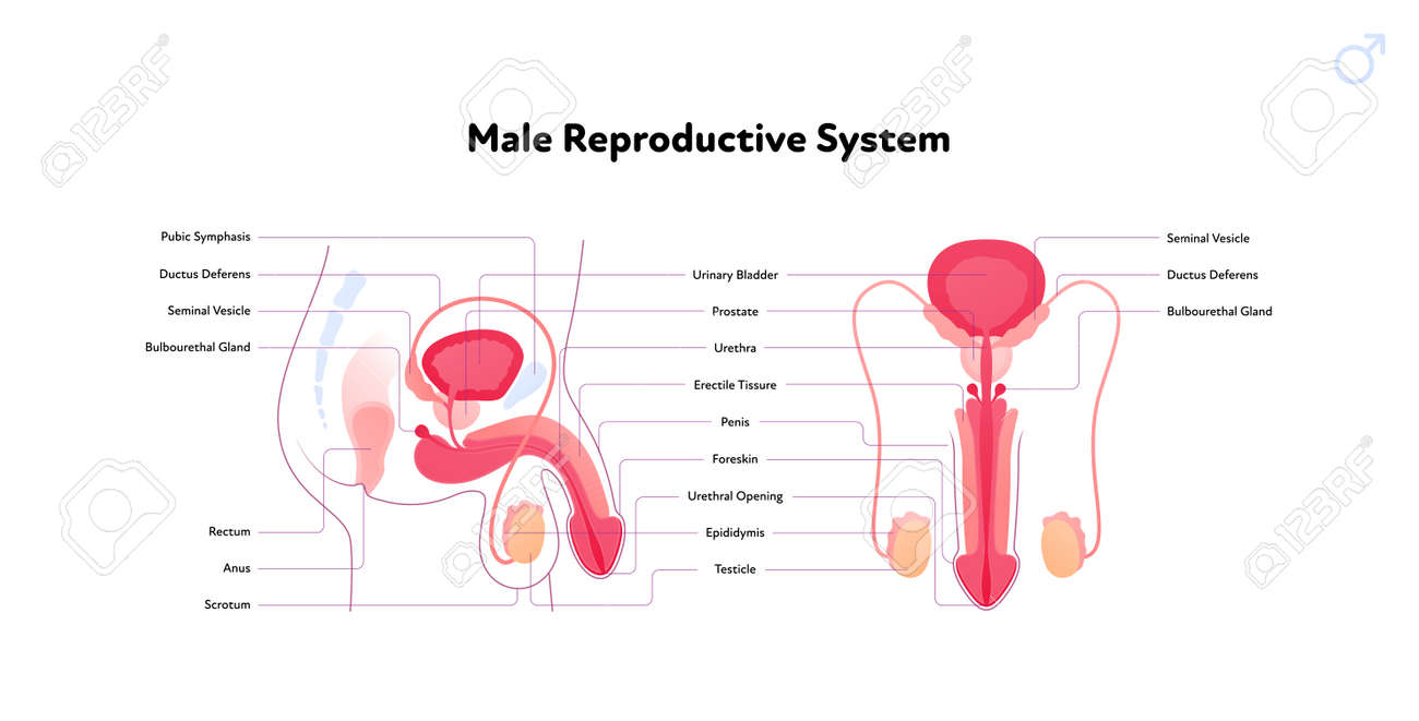 Human Reproductive System Anatomy Inforgaphic Chart. Vector Flat Healthcare  Illustration. Male Penis And Testicles With Name Diagram. Front And Side  View. Design For Biology, Health Care, Urology Royalty Free SVG, Cliparts,  Vectors,, image size:1300x661