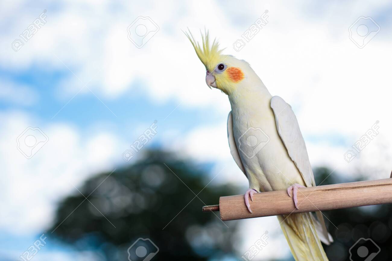 lutino cockatiel price
