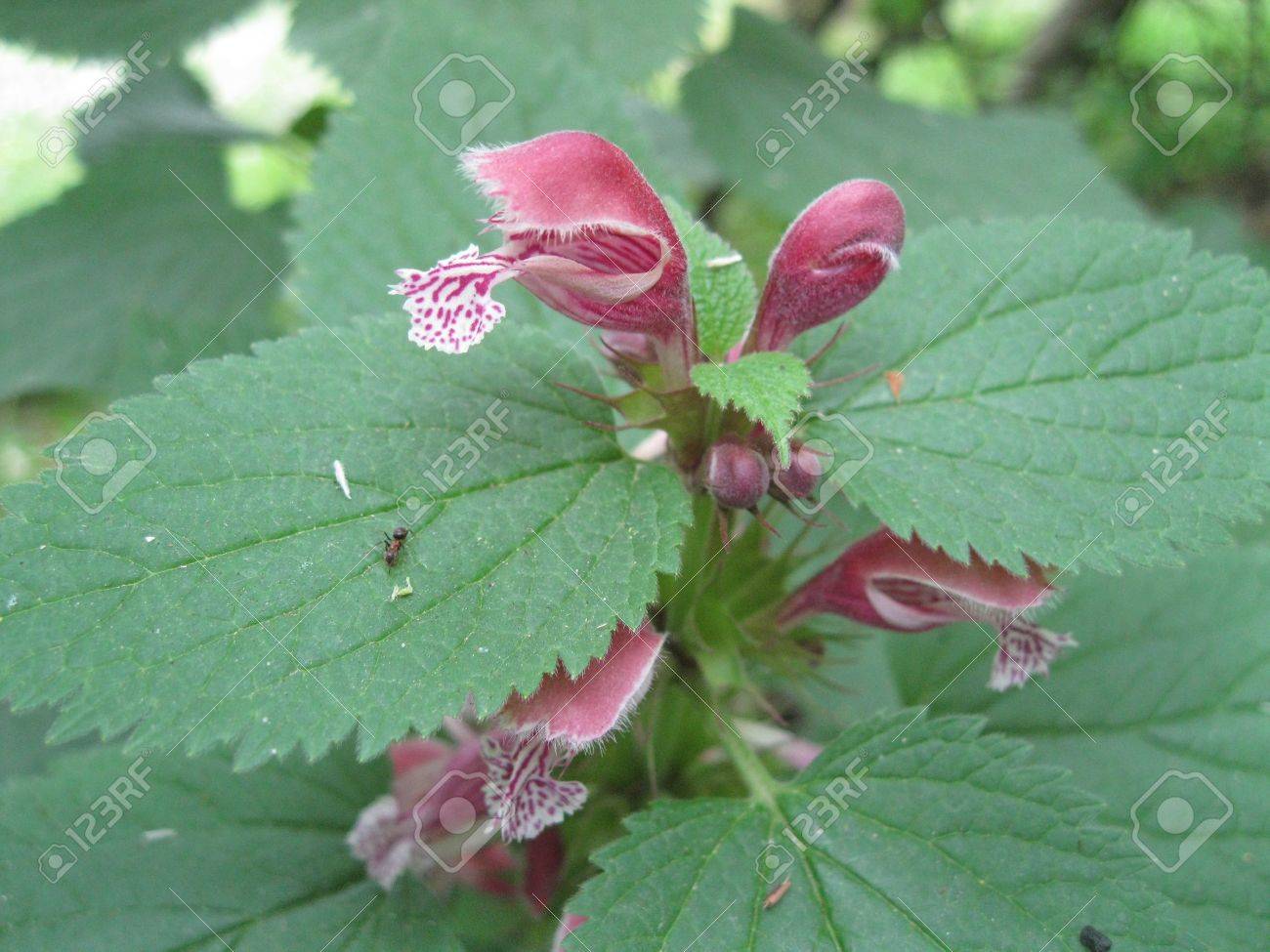 イラクサのピンクの蘭の花のように の写真素材 画像素材 Image