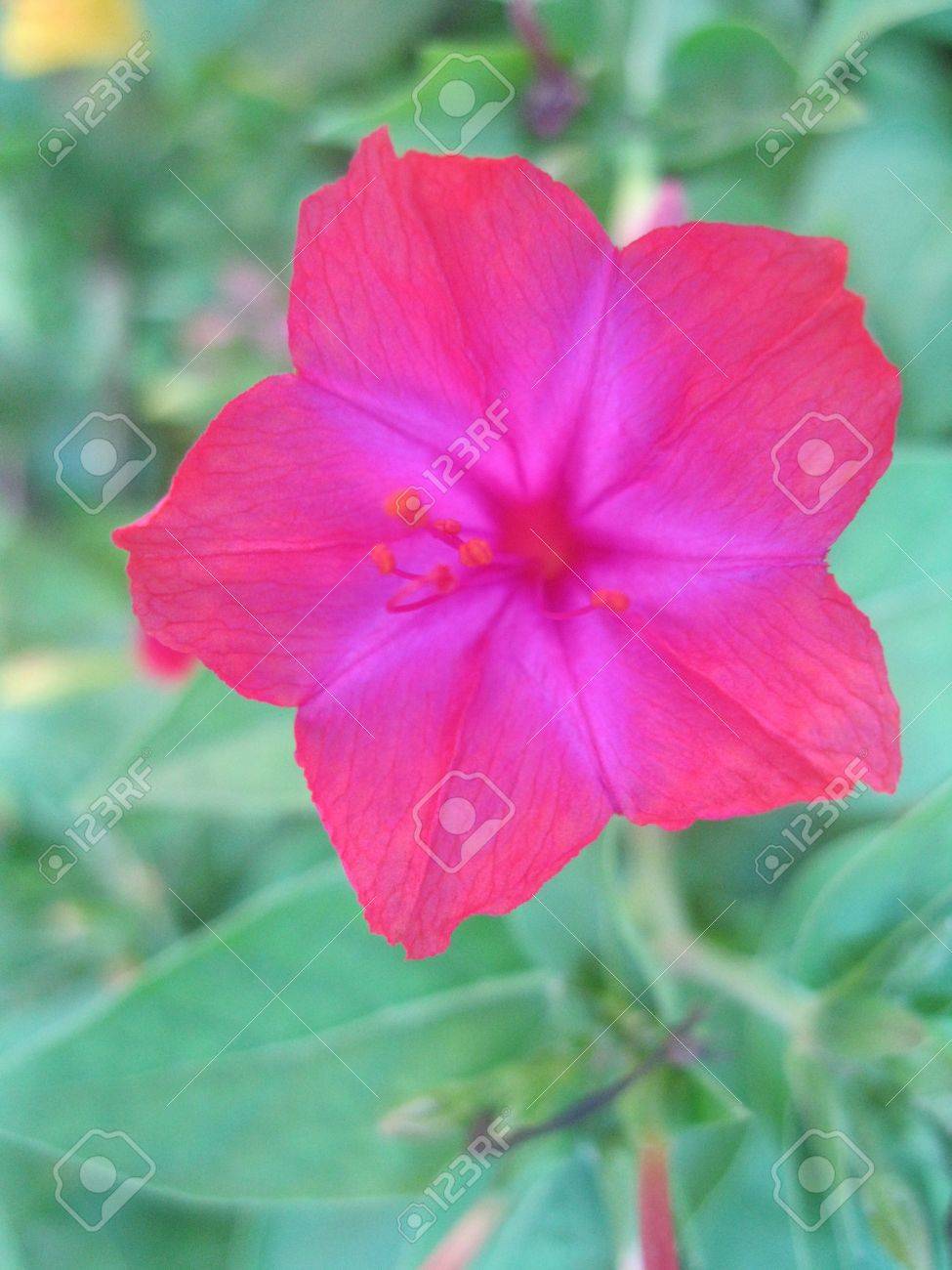 ベラ ディ ノッテ オシロイバナ ジャラパ 深いマゼンタと赤の花 の写真素材 画像素材 Image ベラ ディ ノッテ オシロイバナ ジャラパ 深いマゼンタと赤の花 の写真素材 画像素材 Image