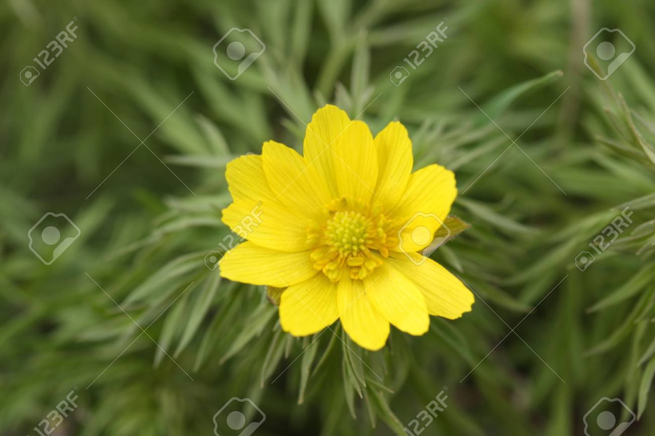 etiam-dictum-ipsum-a-felis