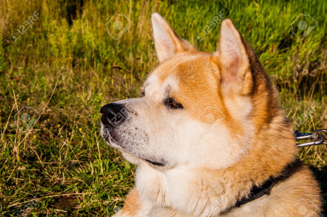 market medley rabbit diet