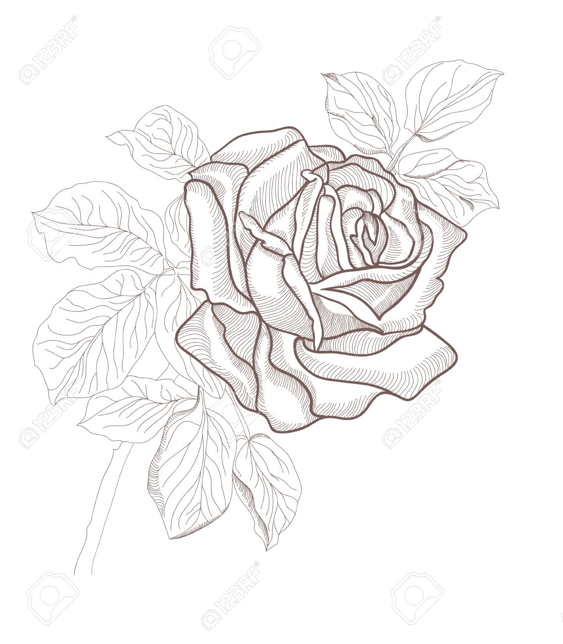 Hand Drawing Beautiful Rose Card Isolated On White Background
