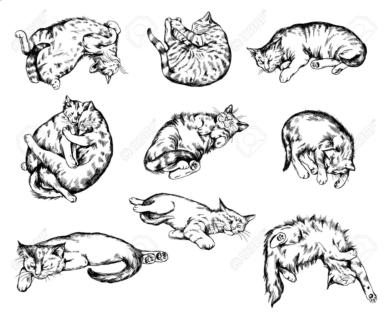 lifelike sleeping cat