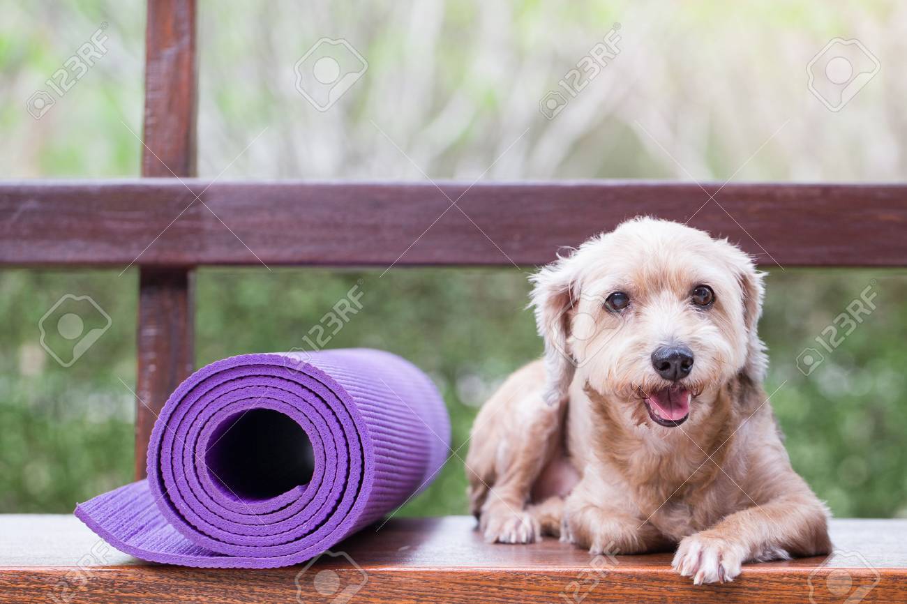 dog yoga mat
