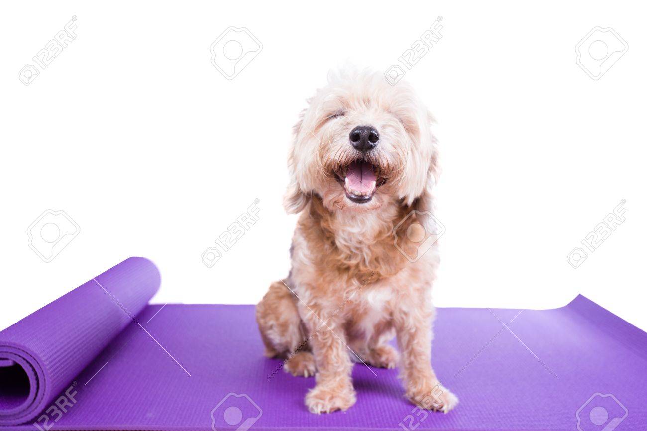 dog yoga mat