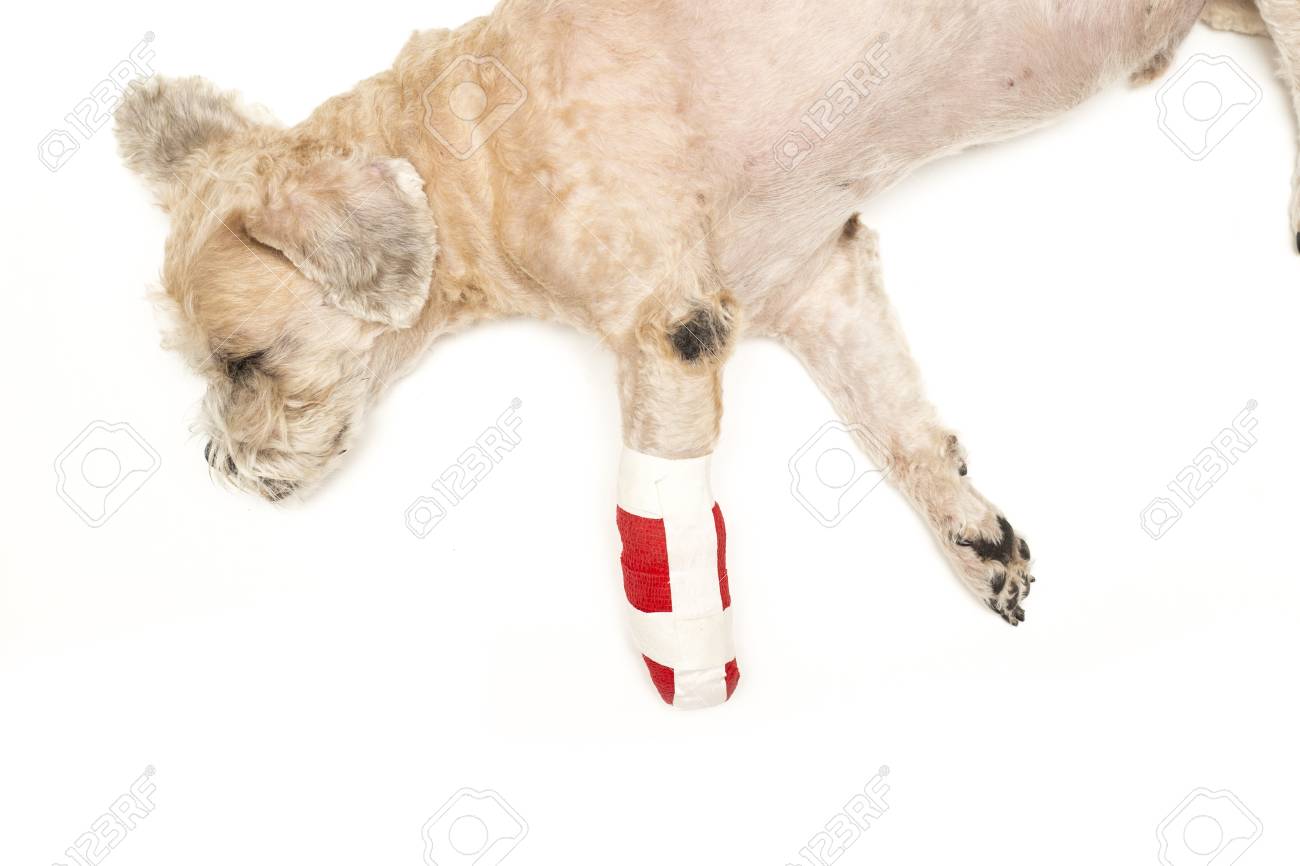 白い背景の上足を怪我した犬 の写真素材 画像素材 Image