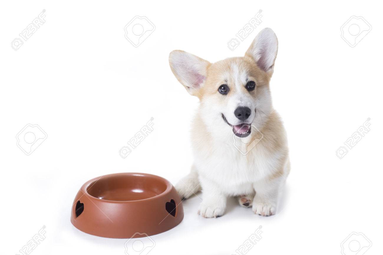 empty dog bowl