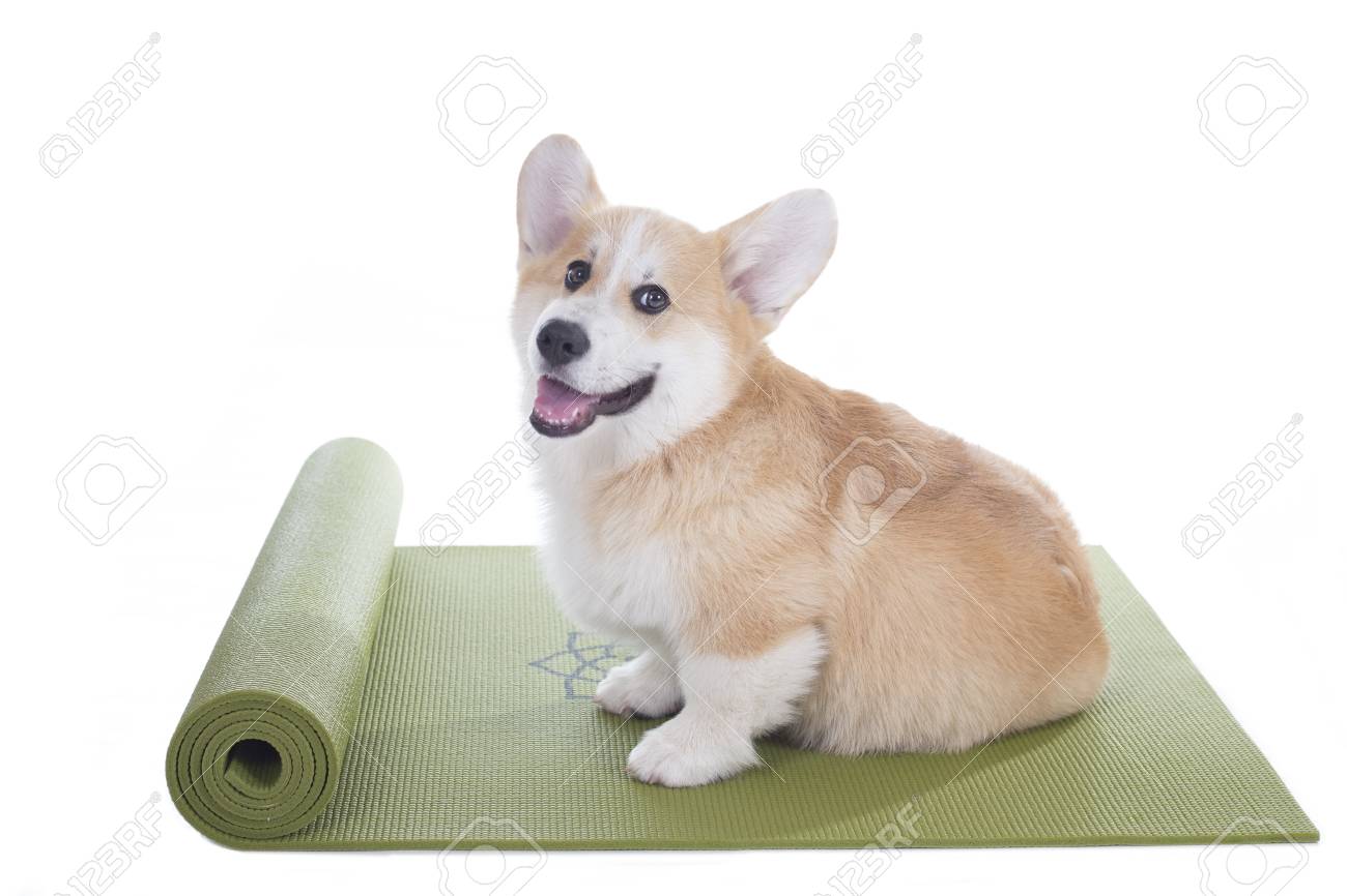 dog yoga mat