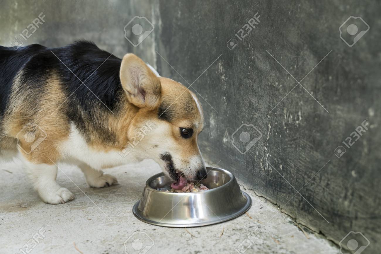 corgi diet