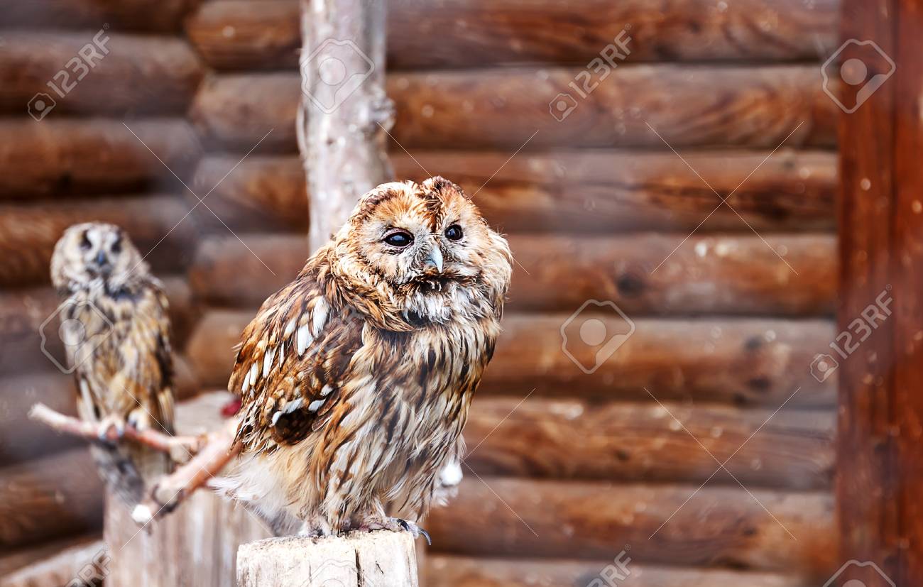 動物園の檻の中の 2 つのフクロウの写真 軽蔑の表情でフクロウ顔 反抗の態度の概念 反抗的な顔 軽蔑の顔 面白いフクロウ 面白い鳥です 傲慢の顔 の写真素材 画像素材 Image