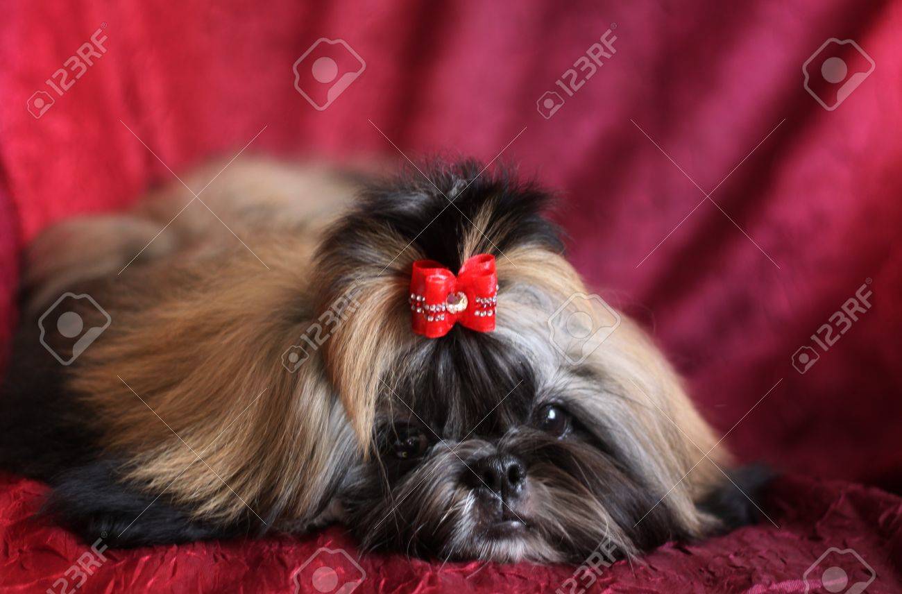 shih tzu sable color
