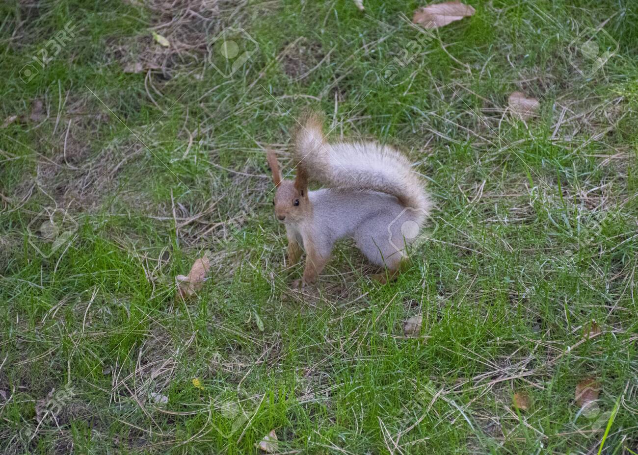 animals with big fluffy tails