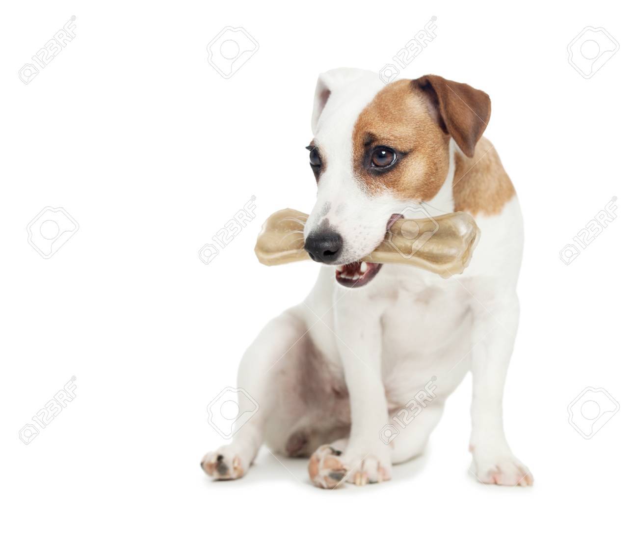 骨付きの子犬 犬の骨をかみ砕くこと の写真素材 画像素材 Image 5698 骨付きの子犬 犬の骨をかみ砕くこと の写真素材 画像素材 Image 5698