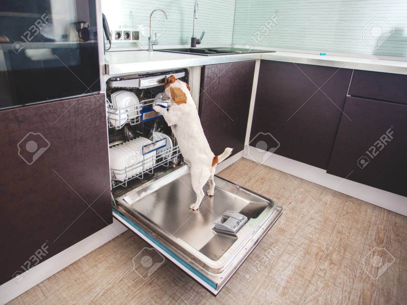 Scarica Gratis Images Dog Licking Dishes In The Dishwasher Fun Pet Humour Stock Photo actualisé par