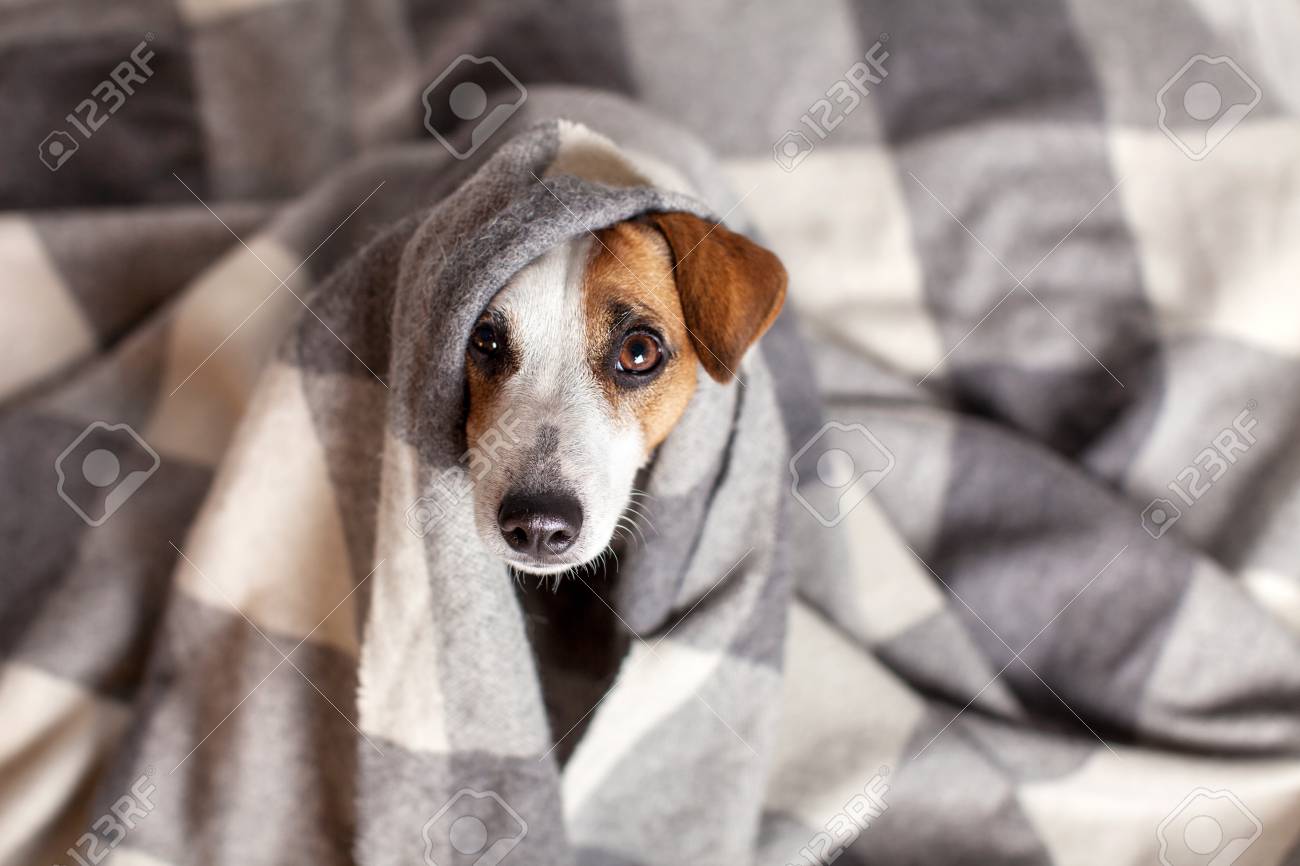 dog under blanket