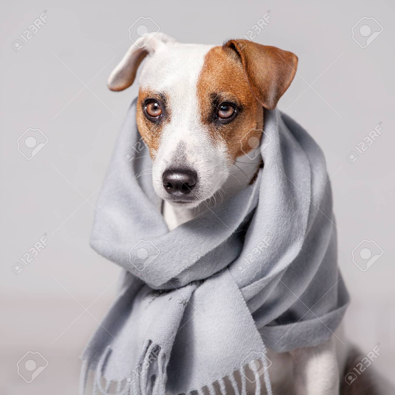scarf on dog